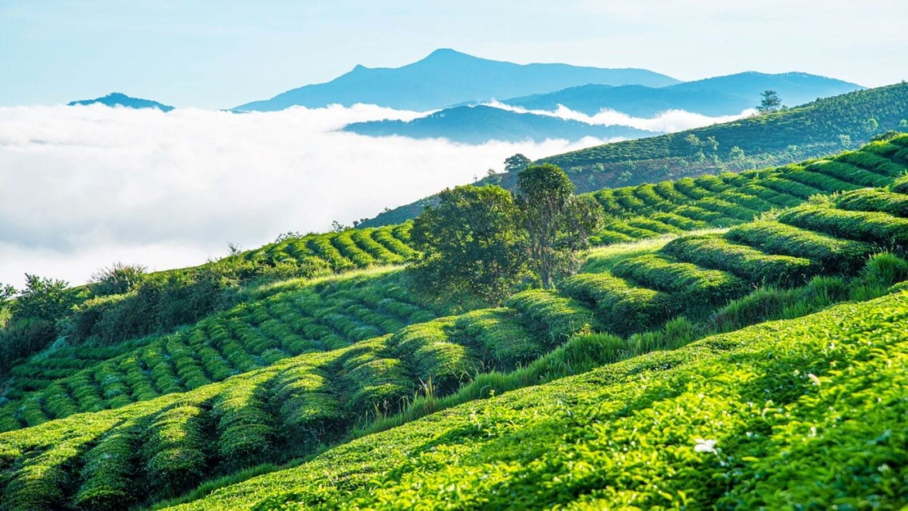 Du lịch bứt tốc, kỳ vọng đà phục hồi cho bất động sản TP. Bảo Lộc 3 9E5F6FD25D481E1CD1992B2F752344CD